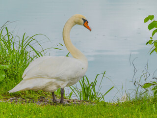 Swan standing at water's edge close up