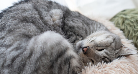 窓辺で眠る可愛い猫　サバトラ猫