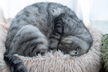 窓辺で眠る可愛い猫　サバトラ猫