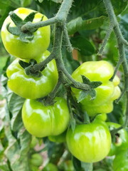 Detail of green tomatoes on the vine.