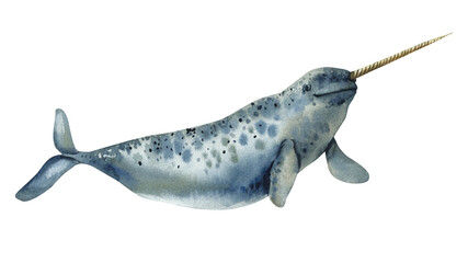 Narwhal whale swimming, marine mammal, ocean wildlife peaceful creature, blue water, nature illustration watercolor art © Hanna