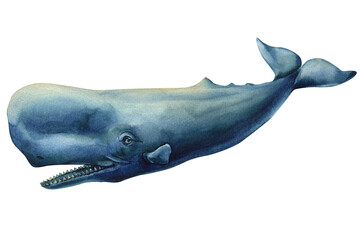 Fototapeta premium Watercolor illustration of a blue sperm whale swimming underwater, side view, isolated on white, marine animal, ocean wildlife artwork