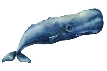 Fototapeta premium sperm whale watercolor illustration isolated, marine animal painting, ocean wildlife, underwater blue sea creature art