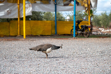 A peacock strolls through a gravel area near a yellow and blue shelter in Morocco.