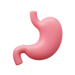 Simple 3D Line Stomach Organ with Curved Lines