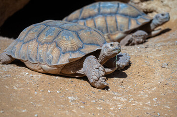 Tortoises basking in the sun at a desert habitat in Morocco