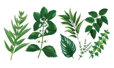 Set of vector illustrators of leaves of tropical various plants