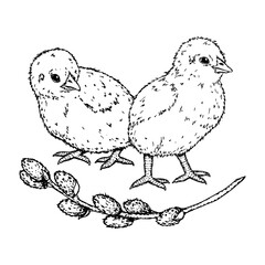 Black and white hand drawn illustration of two baby chicks with a willow branch. Perfect for Easter cards, spring-themed projects, packaging, children s books, and seasonal decorations