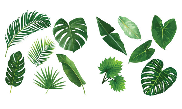 Set of vector illustrators of leaves of tropical various plants