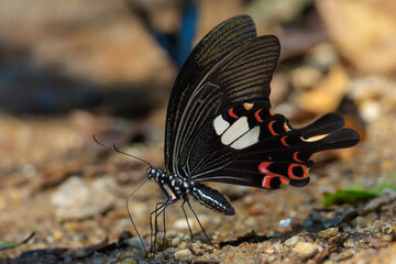 The Red Helen butterfly feeding on the wet dirt