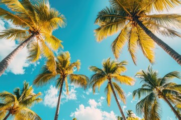 Beautiful palm trees against blue sky on sunny day.