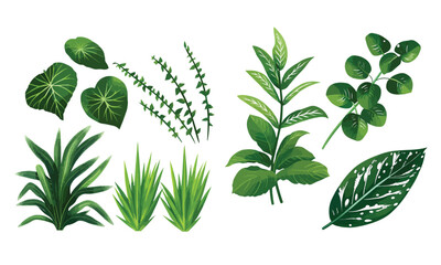 Set of vector illustrators of leaves of tropical various plants