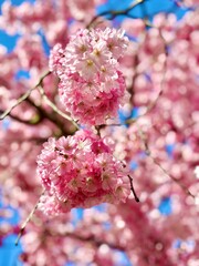 Obraz premium Fleurs de printemps