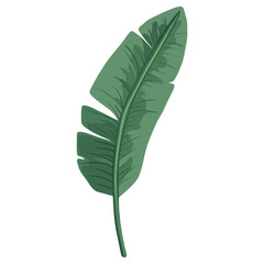 Green long banana leaf illustration tropical botanical vector