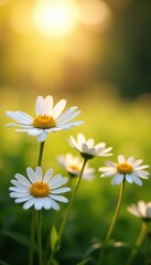 Beautiful white daisy flowers in full bloom under the warm sun,  outdoors,  white