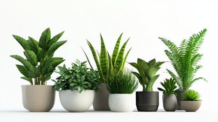 Fototapeta premium Collection of Houseplants in Modern Pots