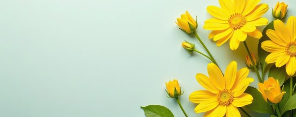Beautifully colored yellow flowers arranged in a creative banner with copyspace,  sunny,  copyspace