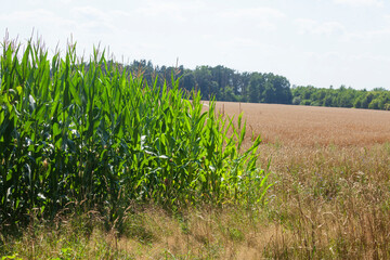 Maisfeld (Zea mays subsp. mays) , Niedersachsen, Deutschland