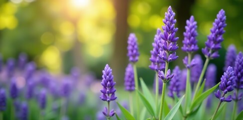 Obraz premium Blooming purple lavender flowers in a serene garden setting, tranquil, summer