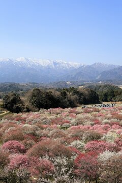 Colorful Plum Grove with Snowy Mountains in Japan