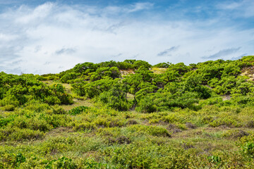 Naklejka premium Tropical Nature with Green Vegetation on Cosmoledo Atoll, Seychelles. 