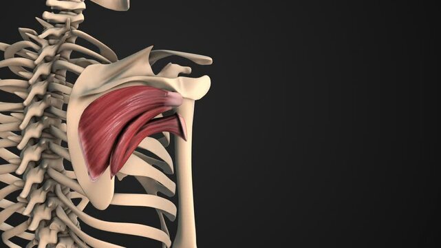 Musculus Teres Major of Right Shoulder