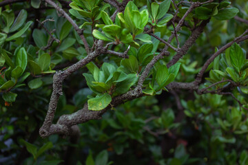 A trunk bark and branches of trees with fresh green foliage. A crown of a deciduous tree. Nature in a nature reserve, park, forest, square in spring or summer. Ecology, nature wallpaper backdrop.