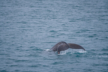 Fototapeta premium a wild humpback whale in a bay near Reykjavik, Iceland.