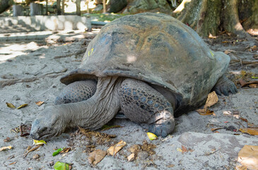 Aldabra Giant Tortoise with long neck searching for leaves to eat in Curieuse Island National Park, Seychelles