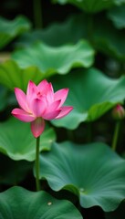 Fototapeta premium Beautiful pink lotus flowers blooming in a peaceful pond, exotic, tropical