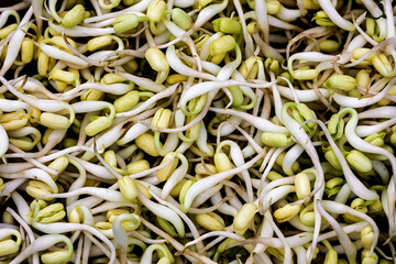 Fresh Mung Bean Sprouts on Wooden Surface. Macro Shot of Fresh Bean Sprouts