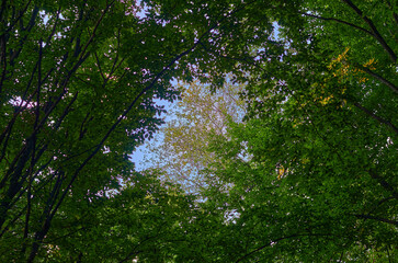 beautiful fresh nature in Ukraine