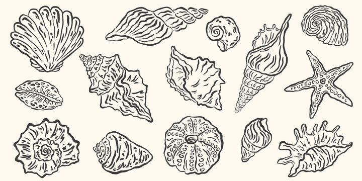 Hand drawn seashells drawing ink set. Minimalist line art, naive marine sketch. Summer vacation design elements for poster, menu, banners, invitation. Tropical beach shells. Vector illustration.