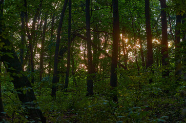 Naklejka premium beautiful fresh nature in Ukraine