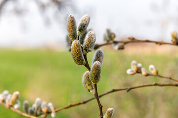 General stock - gardening. ..Spring catkin or ament spikes on a tree. .spring, voorjaar, allotment, moestuin, garden
