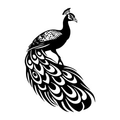 Fototapeta premium Illustration graphic peacock black vector