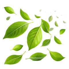 Naklejka premium Floating Green Leaves in Motion with Natural Textures on Transparent Background