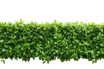 Naklejka premium Lush green hedge trimmed neatly isolated on transparent background
