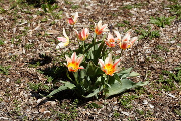 BlühendeTulpen,  (Tulipa), Blumenbeet, Deutschland