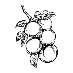 Fototapeta premium Simple apricots with leaves bunch linear art illustration drawing vector