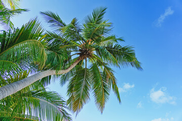 Fototapeta premium Beautiful maldives tropical island with palm trees