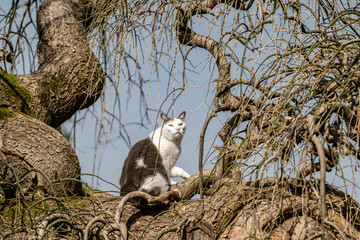 White and grey adult cat on a tree.