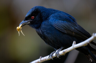 A glossy black bird with red eyes holds an insect in its beak while perched on a branch.