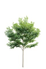 Tree isolated on white background