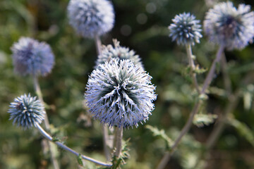 blue balls of flowers