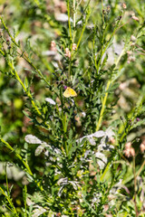 Colias croceus pertenece a la familia Pieridae.