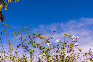 Falco tinnunculus pertenece a la familia Falconidae.