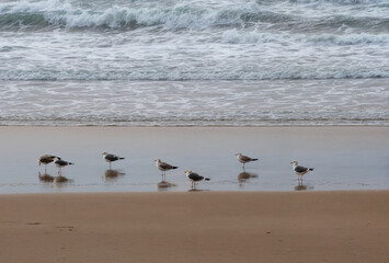 seagulls on the beach