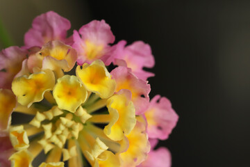 Obraz premium Close up of lantana flower
