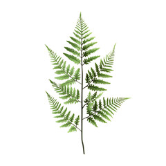 Feathery Fern Leaf Isolated on Transparent Background
